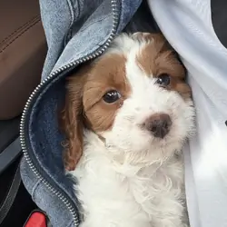 Cavapoo