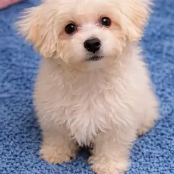 Marshmallow