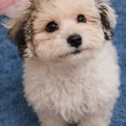 teddy