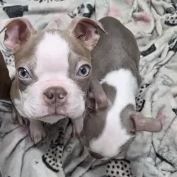 Boston Terrier puppy