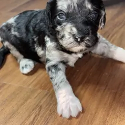 Mini golden doodle
