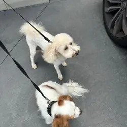 Mini Caboodle Puppies