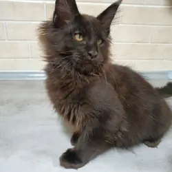 Maine coon black kitten with Fife pedegree