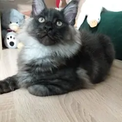 Black smoke Maine Coon kitten male,Fife pedigree