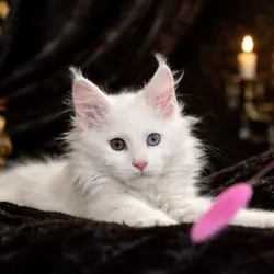 White Maine Coon Kitten Odd Eyes  European Type