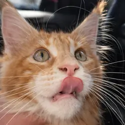 Male Red Tabby Pedegree Show Type  Available