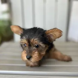 Teddy