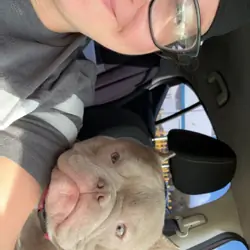 Exotic American Bully