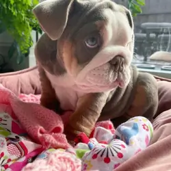 Gorgeous Male and female English Bulldog puppies