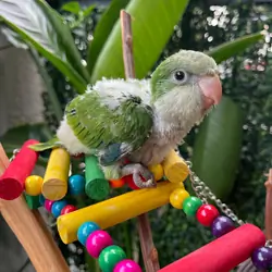 Green Quakers