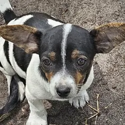 Puppy