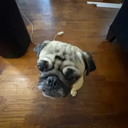 Pug