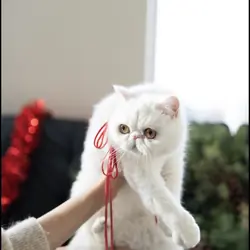 Exotic shorthair cat