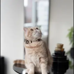 Exotic shorthair male cat