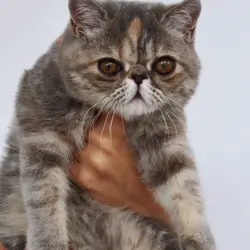 Beautiful exotic shorthair feline