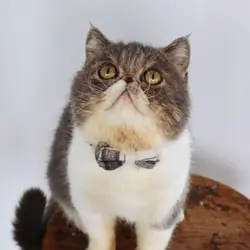 Loving cat boy exotic shorthair