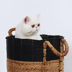 Solid white male exotic shorthair cat