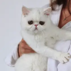 Solid white female feline