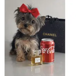 Micro mini teacup Yorkie