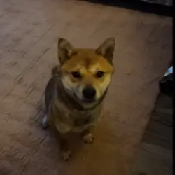 Beautiful sweet shiba inu for sale!