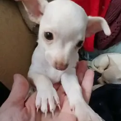 Beautiful Fawn Deerhead Chihuahua Pups