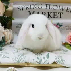 Rabbit