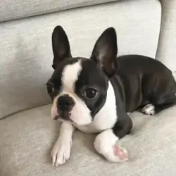 Boston Terrier