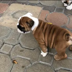 Charming English bulldog puppies available