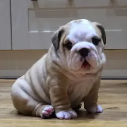 Gorgeous English bulldog puppies