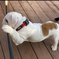 AKC registered English bulldog puppies