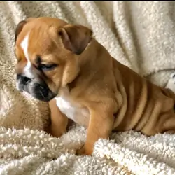 Adorable English bulldog puppies available