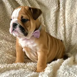Awesome English bulldog puppies