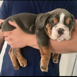 Lovely English bulldog puppies
