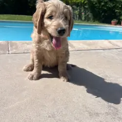 Standard golden-doodle puppies