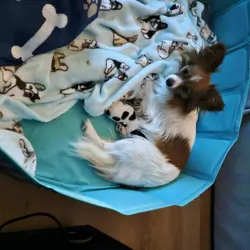 Papillion puppies