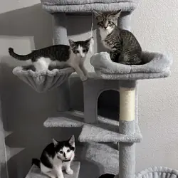 Kittens