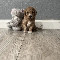 Boy Mini poodle puppy