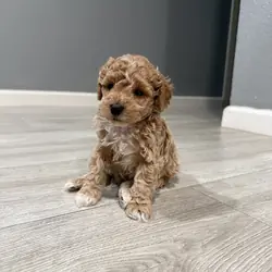 Mini poodle boy puppy