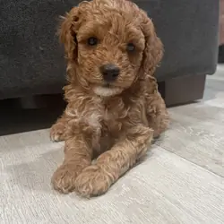 Brown Boy mini poodle puppy