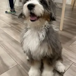 Mini Bernedoodle