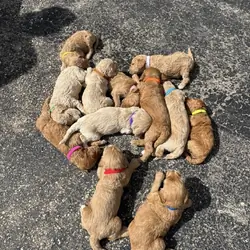 Golden Doodle Puppies