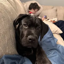 Cane corso 4 month old puppy