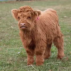 Miniature highland cow