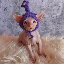 Sphynx Babies