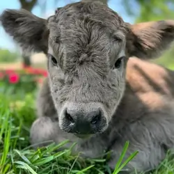 Mini highland cow