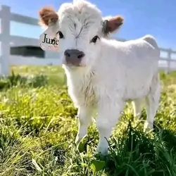 Mini Highland Cuties Available