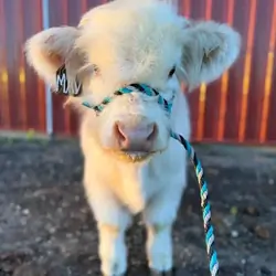 Your Dream Mini Cow Awaits