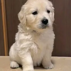 Golden retriever puppy