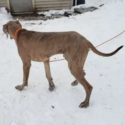 1 year old male blue brindle great dane