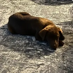 Need a New Home for our female Lab